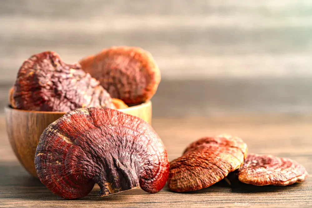 Lesklokorka lesklá - spóry, tobolky (Reishi, Ganoderma)  100 ks, 35 g