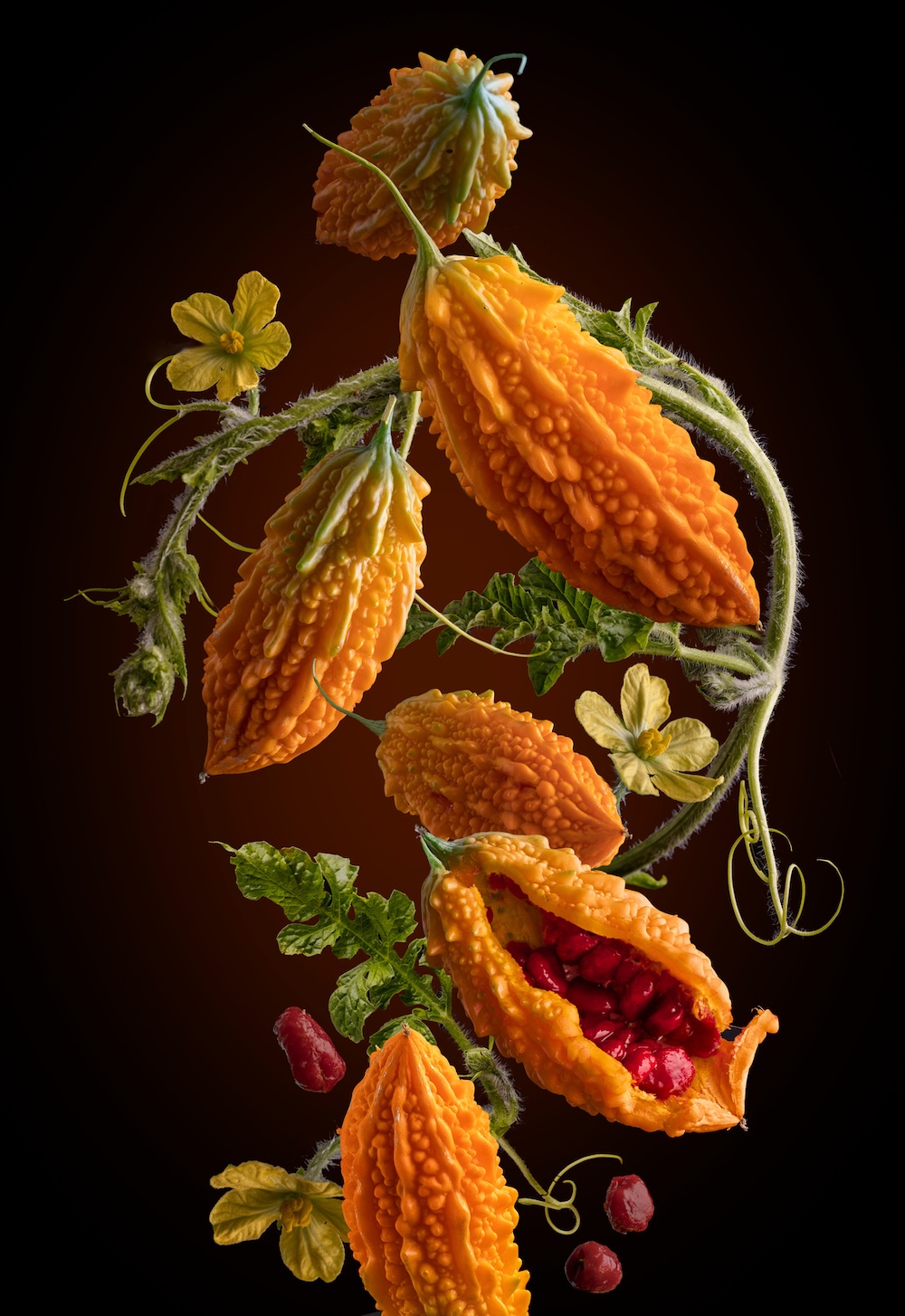 Hořký meloun, prebiotické kapsle, 500 mg, 90 ks, 45 g